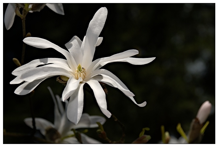 Ogród dendrologiczny w Przelewicach