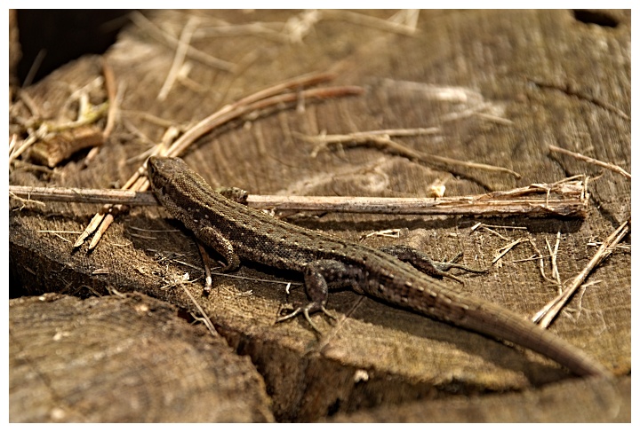 Ogród dendrologiczny w Rogowie