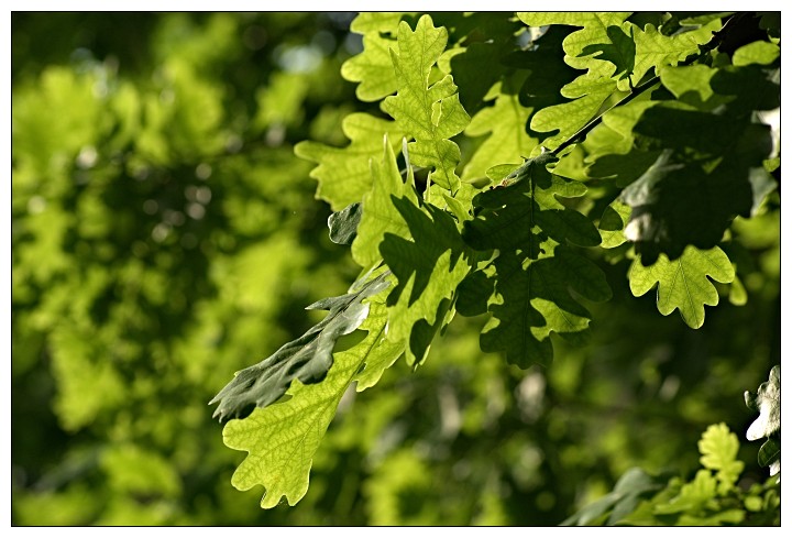 Tamron AF 55-200 mm f/4-5.6 Di II LD Macro