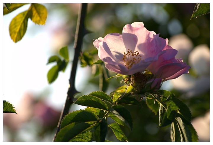 Tamron AF 55-200 mm f/4-5.6 Di II LD Macro