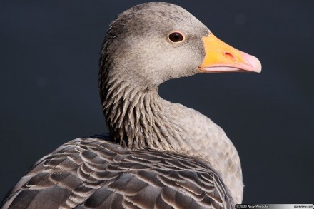 Canon EOS 50D sample