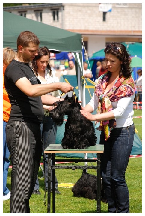 XVII Międzynarodowa Wystawa Psów Rasowych