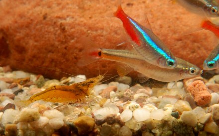 Caridina cf. propinqua ''Orange'', neon inessa i kardynałek chiński