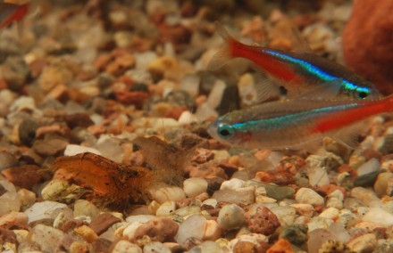 Caridina cf. propinqua ''Orange'' i neony inessa