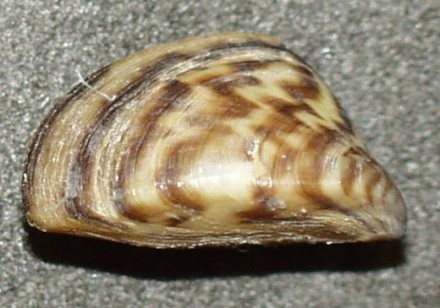 dreissena polymorpha - Racicznica zmienna