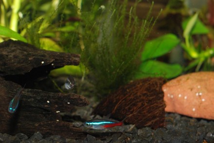 Neony Inessa i Kardynałek Chiński