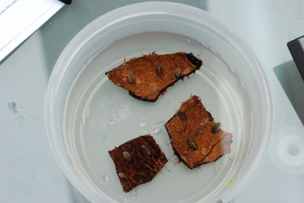 Aklimatyzacja małży Aklimatyzacja małży