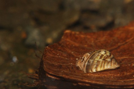 Racicznica zmienna w akwarium