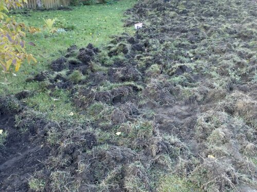 IMG_20121013_112735.jpg image