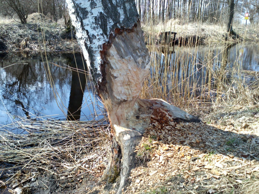 Brzoza obgryziona przez bobry