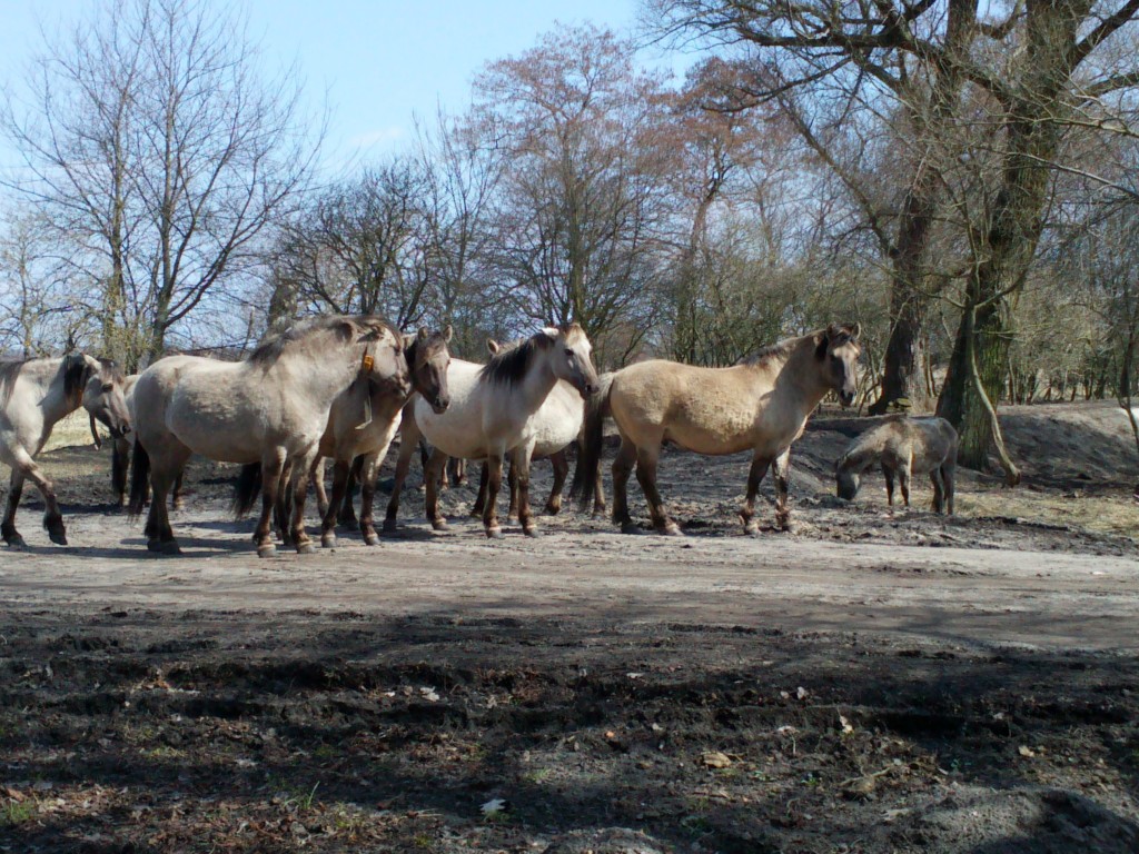 Tabun koników polskich z Czarnocina