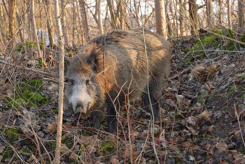 Dzik w gęstwinie