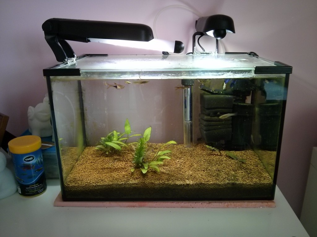 Akwarium po kłopotach