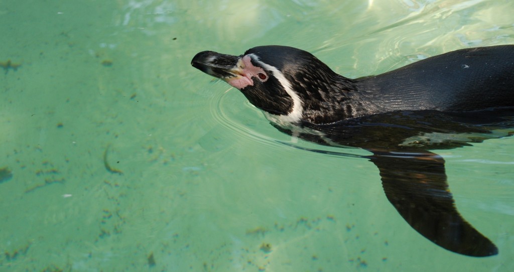 Pingwin Rico w Eberswalde 